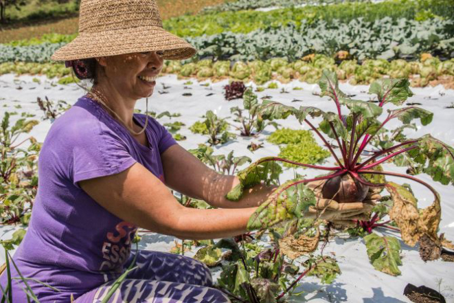 O projeto de cultura alimentar da Graciosa conta com produtores de quatro cidades pelas quais a estrada passa. Foto: Divulgação.