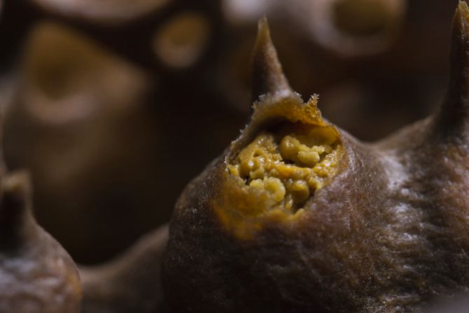 As "pelotas" de pólen armazenadas na colmeia de uma abelha sem ferrão. Foto: Felipe Arnoso/Melíponas