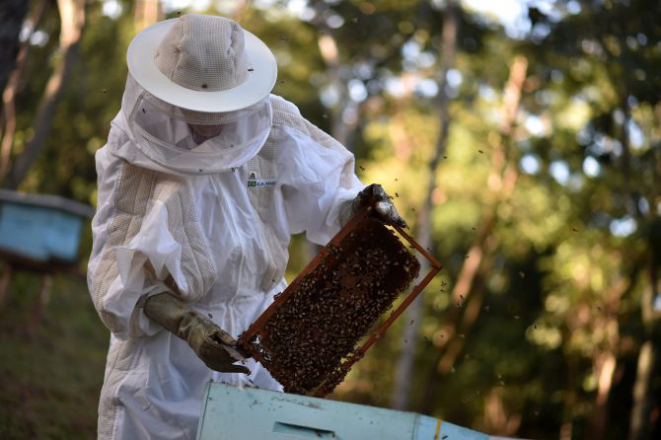 O pólen de abelhas com ferrão difere do da abelha nativa por ser menos ácido. Foto: André Borges/ Agência Brasília
