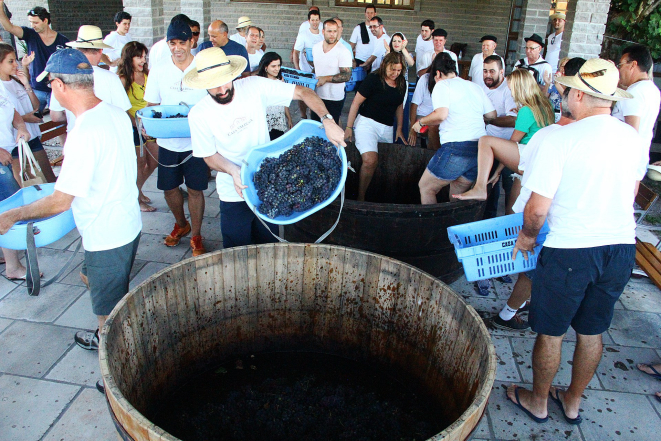 Na Casa Valduga, a vindima tem a participação intensa do público, inclusive com a 'pisa' das uvas. Foto: divulgação