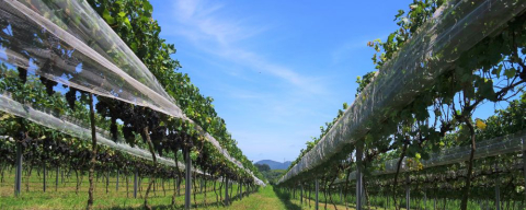 Vinícolas do PR e RS abrem as portas para a colheita de uvas e visitação
