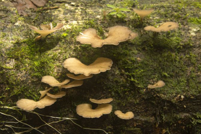 Cogumelo comestível Atapaamo (Polyporus philippinensis Berk) coletado pelos Sanöma (subgrupo dos Yanomami) da região de Awaris. Foto: Claudio Tavares/Divulgação