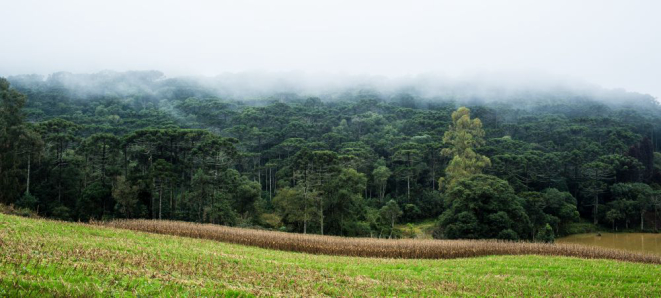 Floresta de pinheirais no Paraná. Foto: Brunno Covello/Gazeta do Povo