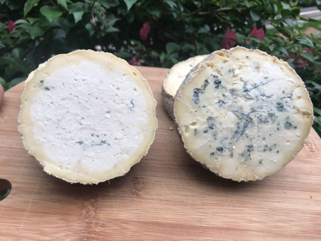 Queijos azuis da Bela Fazenda, feitos com kefir. O fungo Penicillium roqueforti, responsável pela coloração azulada e características desse tipo de queijo, está na colônia de microrganismos que é o kefir. Foto: Carolina Bittencourt/Divulgação