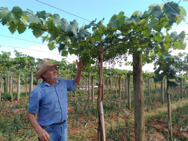 A vinícola Família Fardo antecipou em duas semanas a vindima. Foto: divulgação.