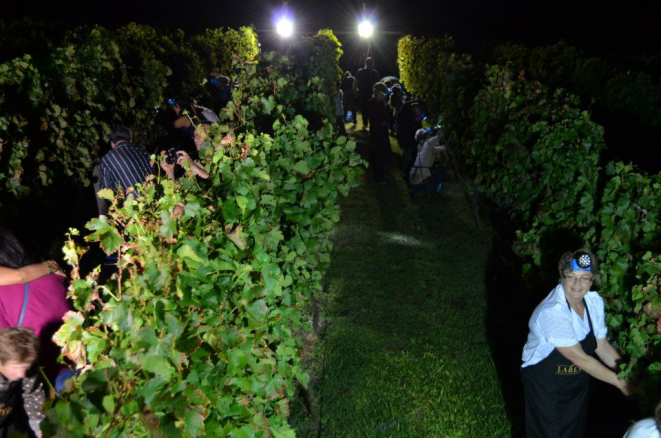 A vinícola Larentis, no Rio Grande do Sul, promove três noites de vindima. Foto: divulgação