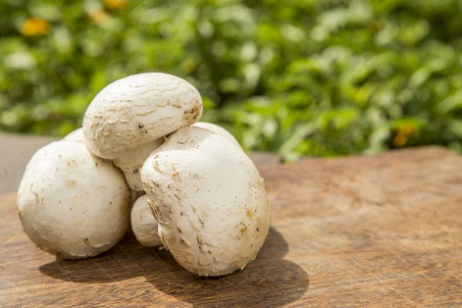 O cogumelo Paris pode ser preparado em conservas, refogado e até empanado e frito. Foto: Hugo Harada/Gazeta do Povo