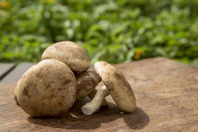 O shiitake pode ser preparado no papillote ou grelhado na churrasqueira, como é feito com a carne. Foto: Hugo Harada/Gazeta do Povo
