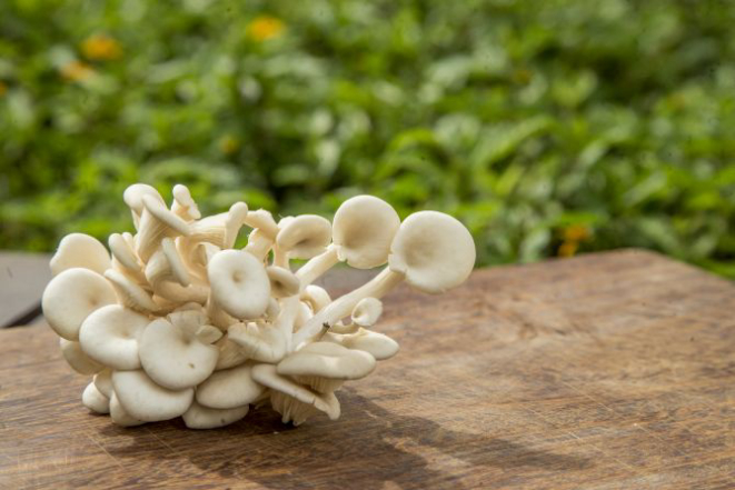 O shimeji, um dos cogumelos produzidos no Brasil da família Pleutorus, combina com receitas agridoces. Foto: Hugo Harada/Gazeta do Povo