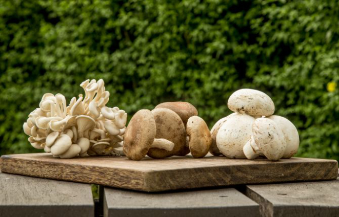 Da esquerda para a direita: cogumelo shimeji, shiitake e Paris. Foto: Hugo Harada/Gazeta do Povo