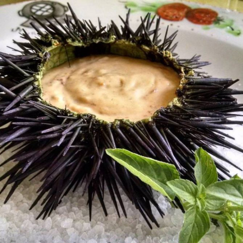 Já comeu ouriço do mar? Em Floripa, restaurantes têm pratos com a iguaria