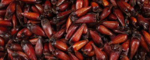 Como escolher pinhão maduro e evitar de comprar o verde e indigesto