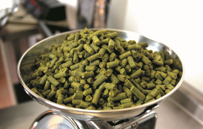 Lúpulo, ingrediente usado na produção de cerveja. Foto: Divulgação