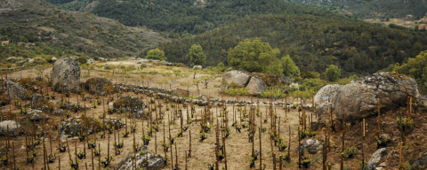 A riqueza do vinho da Sierra de Gredos, a nova região vinícola da Espanha