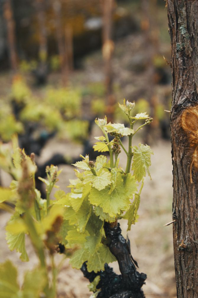 Uma vinícola do Comando G nas montanhas da Sierra de Gredos, perto de Navarrevisca. Foto: Gianfranco Tripodo/The New York Times