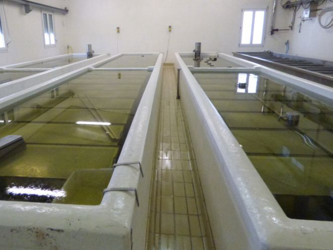 Tanques de salgamento. Foto: Gillo Brunisso