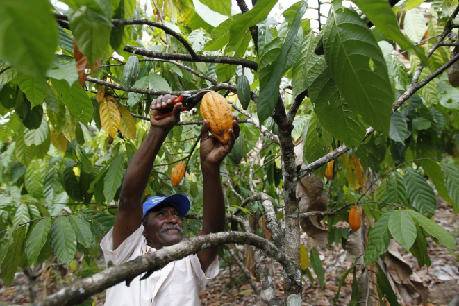 Consumo do cacau começou na Amazônia equatoriana, cerca de 1.500 anos antes do México. Foto: Jonathan Campos/Gazeta do Povo.