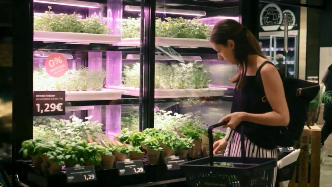 Unidade da Infarm instalada em um supermercado de Berlim. Foto: reprodução/transmissão Fruto.