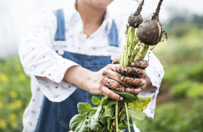 Rabanete negro: cultivo do produto está sendo testado na horta. Foto: Letícia Akemi/ Gazeta do Povo