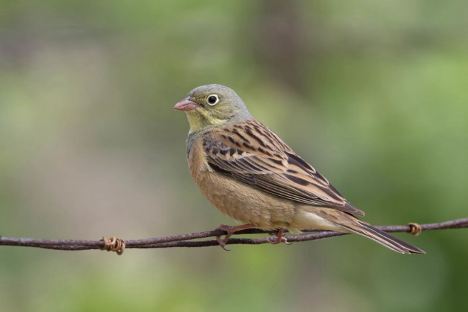 Apesar de proibido, o ortolan ainda é encontrado no mercado negro. Foto: Visualhunt.