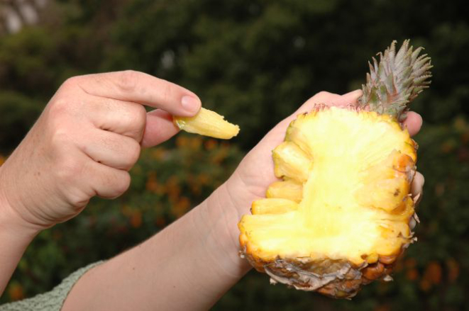 O abacaxi gomo de mel surgiu na China e foi introduzido no Brasil em 1991 pelo Instituto Agronômico de Campinas. Foto: Martinho Caires / Divulgação IAC