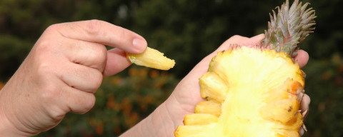 Entenda de onde vem o abacaxi em gomos que chamou a atenção na internet