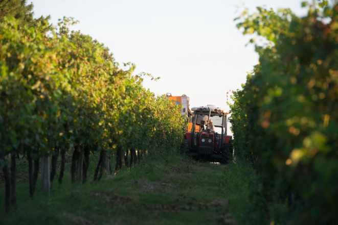A mecanização do campo também já chegou à Campanha, mas só nas grandes vinícolas. Foto: Julio Soares/divulgação.