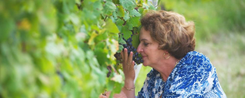 Cinco mulheres querem fazer os melhores vinhos do Brasil