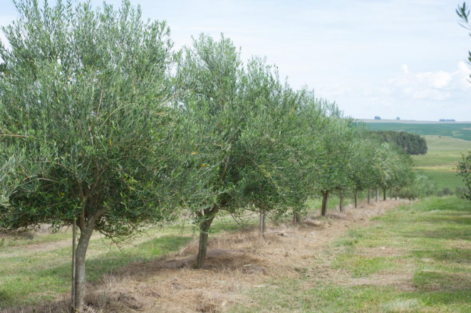 A imensidão dos Pampas também tem espaço para o azeite de oliva, a partir de uma pesquisa iniciada no final da década passada. Foto: Julio Soares/divulgação.