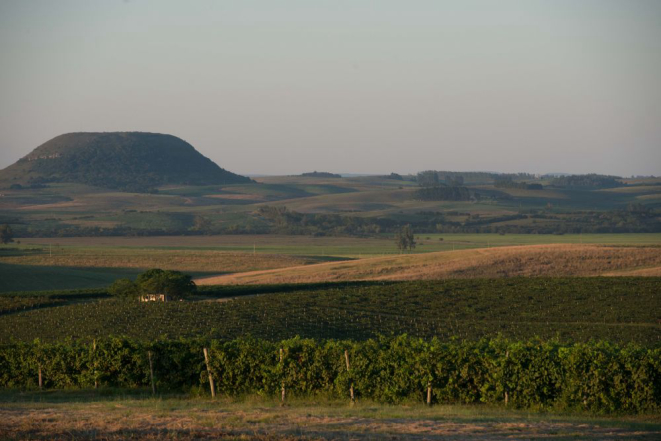 A Campanha Gaúcha tem um 'terroir' muito particular, com as quatro estações do ano bem definidas e solo arenoso. Foto: Julio Soares/divulgação.