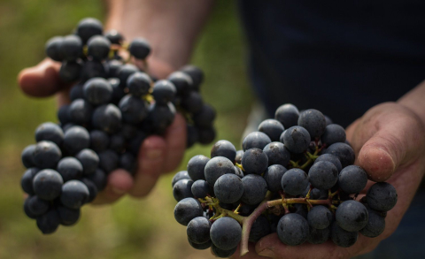 Festa em SC tem colheita de toneladas de uva e cardápio da Mata Atlântica