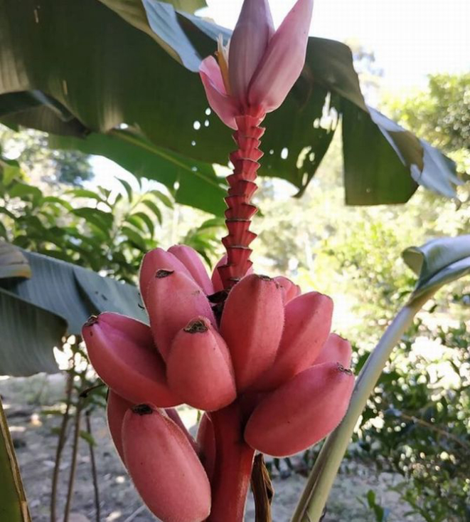 Assim como a versão de casca azul, a banana-vermelha é muito doce e cremosa. Foto: Reprodução Instagram / lacows