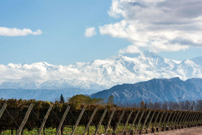 Foi na região de Mendoza, aos pés da Cordilheira dos Andes, que a uva malbec começou a se desenvolver na Argentina. Foto: Bigstock.
