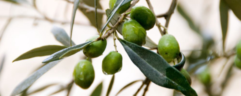 Azeite de oliva no Paraná: produção é tímida, mas resistente