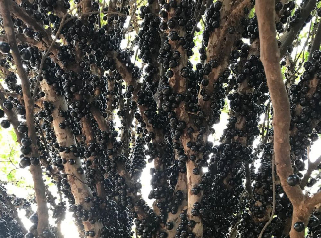 A fazenda abre as portas para os visitantes há quase 60 anos. Foto: divulgação.