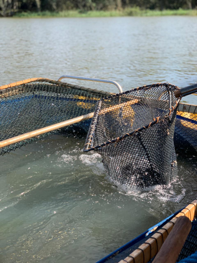 Criação de pacu feita por pescadores da região do Lago Itaipu. Foto: Claudia Krauspenhar / arquivo pessoal.