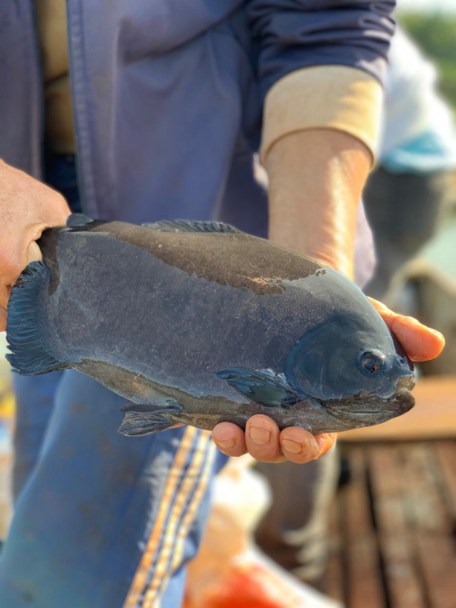 Cerca de 20 toneladas de pacu são produzidas por ano pela Associação de Pescadores e Piscicultores do Lago Itaipu. Foto: Claudia Krauspenhar / arquivo pessoal.