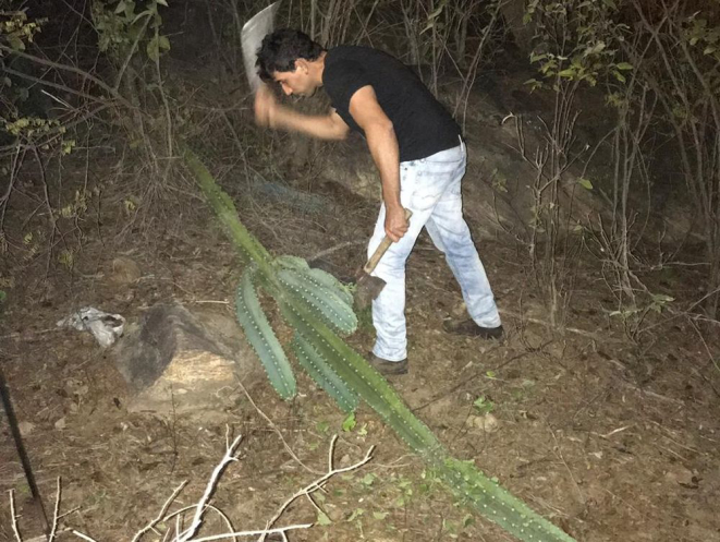 O próprio Tiago foi à campo colher os primeiros cactos utilizados na produção da cerveja. Foto: acervo pessoal.