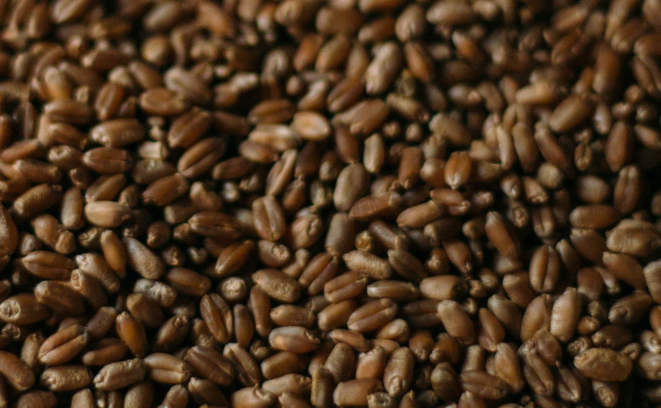 Trigo orgânico. Foto: Divulgação/Corrutela