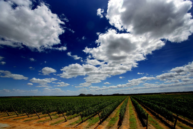 A vinícola no meio do sertão nordestino produz mais de 2,5 milhões de litros por ano de espumante, vinho, brandy e suco de uva. Foto: divulgação.