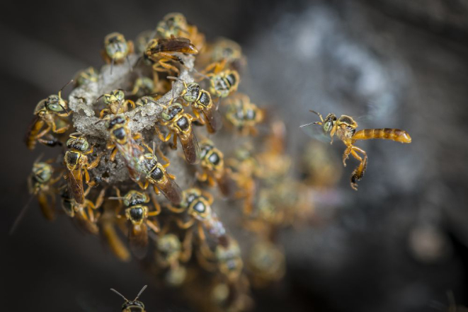 Abelhas jataí, as mais populares das sem ferrão. Foto: Letícia Akemi/Gazeta do Povo