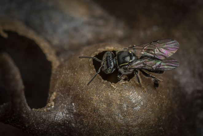 Mirim guaçu, abelha sem ferrão cultivada por meliponicultores como os associados da Amamel. Foto: Letícia Akemi/Gazeta do Povo