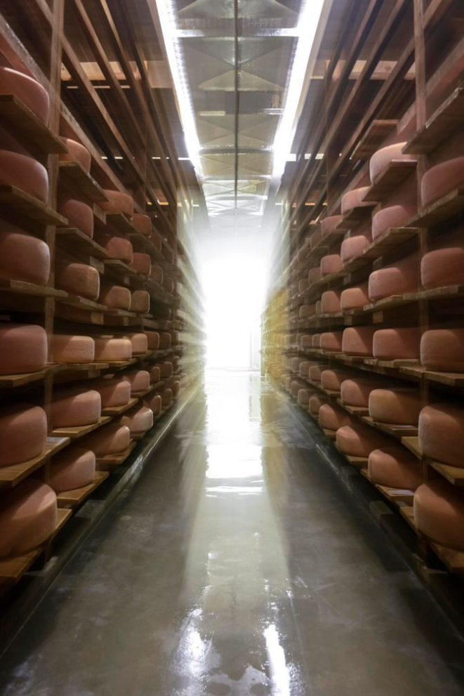 A produção do queijo mandala, da Pardinho Artesanal, é de aproximadamente 7 mil quilos por ano. Cada peça tem quase 12 quilos. Foto: Thomas Baccaro / Divulgação