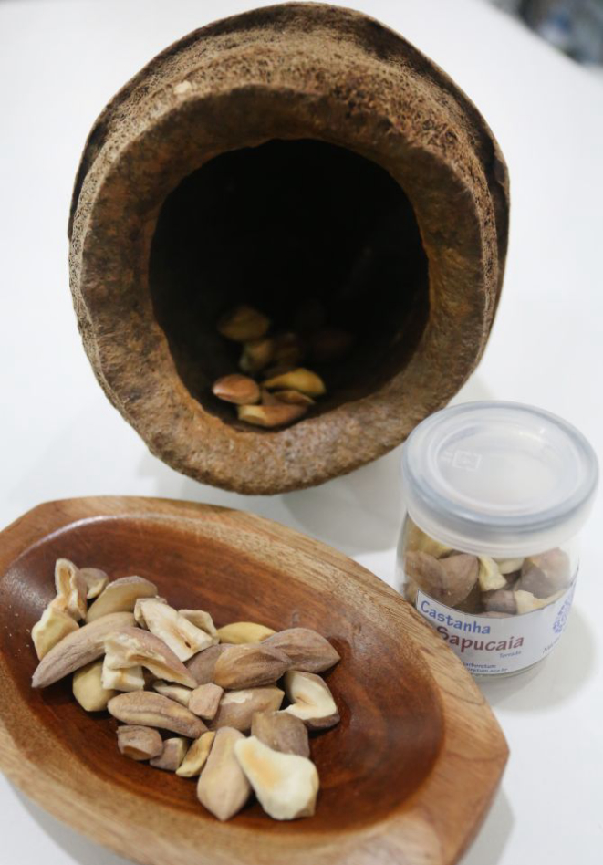 Cada quilo de coco, ou ouriço, chega a ter 180 castanhas em seu interior. Foto: Divulgação Ana Nascimento / SFB