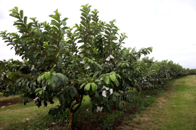 A plantação de goiabas em Carlópolis já soma 850 hectares. Foto: Jaelson Lucas/AEN divulgação.