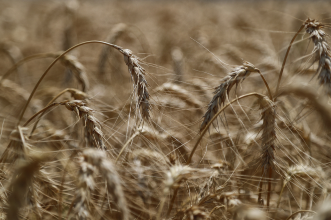 Trigo da variedade Sossego, plantada por três produtores para a Moageira Irati. Foto: Jonathan Campos/Gazeta do Povo