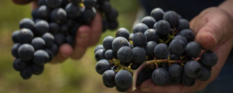 Paraná lança programa para aumentar produção de uvas no estado