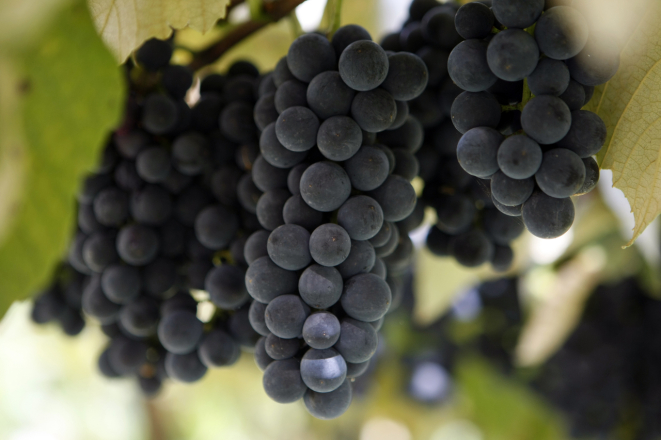 Produção de uva. Foto: Henry Milleo / Gazeta do Povo.