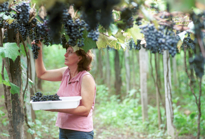 Festa da Uva em Colombo está na 55ª edição. Foto: Arquivo Gazeta do Povo