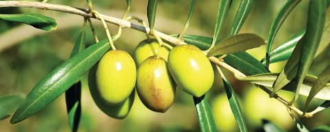 Azeites de oliva gaúchos se destacam pela qualidade e premiação no exterior